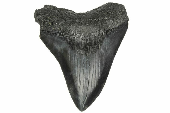Fossil Megalodon Tooth - South Carolina #186755